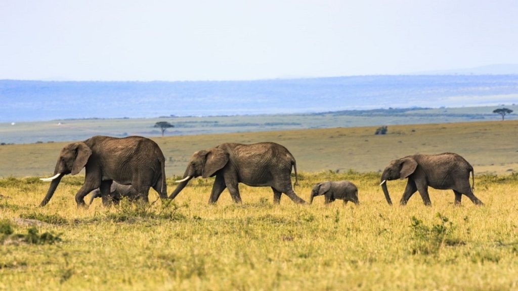 3-Day Taste of Masai Mara With Baloon Safari