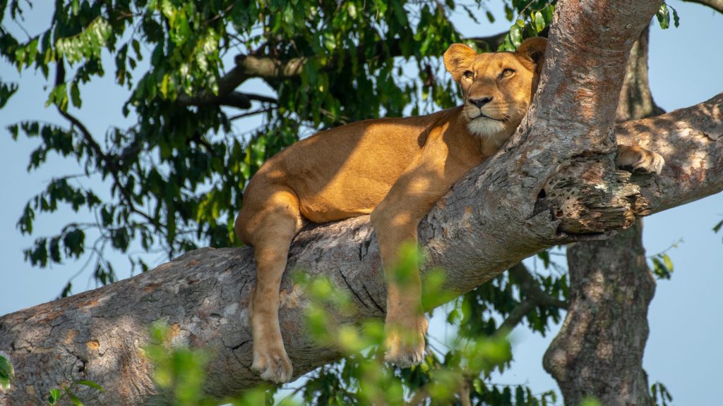 3 days Queen Elizabeth NP Mid Range Safari