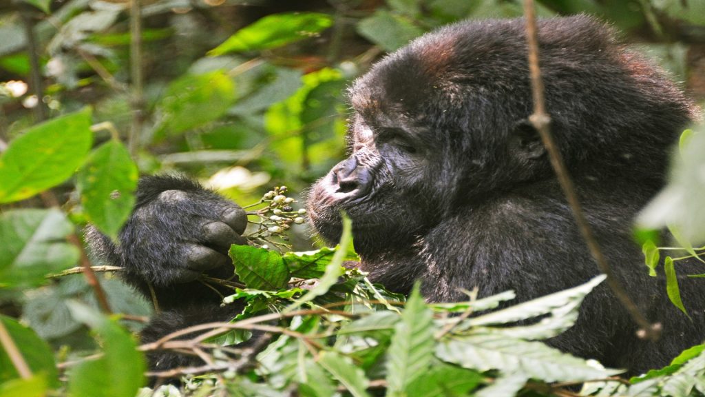 4-Day Mid Range Gorilla And Chimps Safari