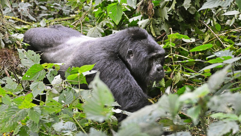 4-Day Luxury Gorilla And Chimps Safari
