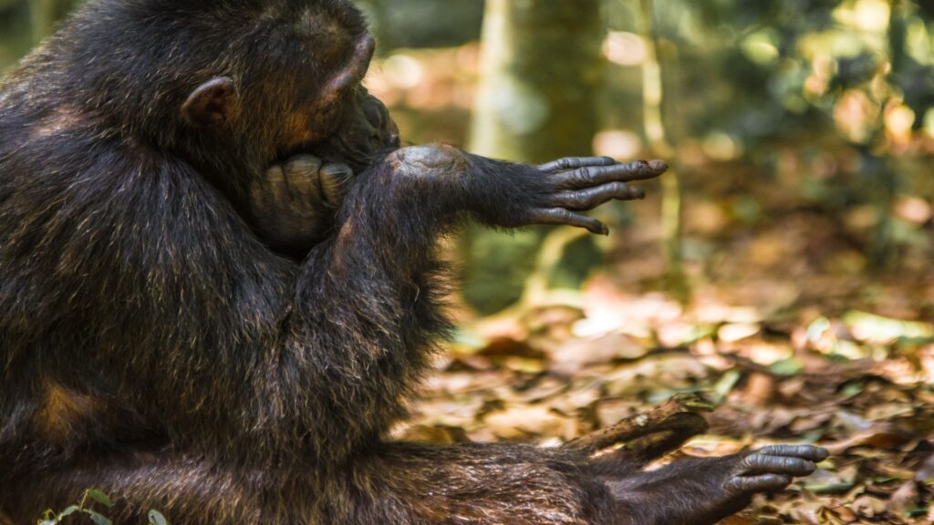 8-Day Prrimates and Wildlife Luxury Safari