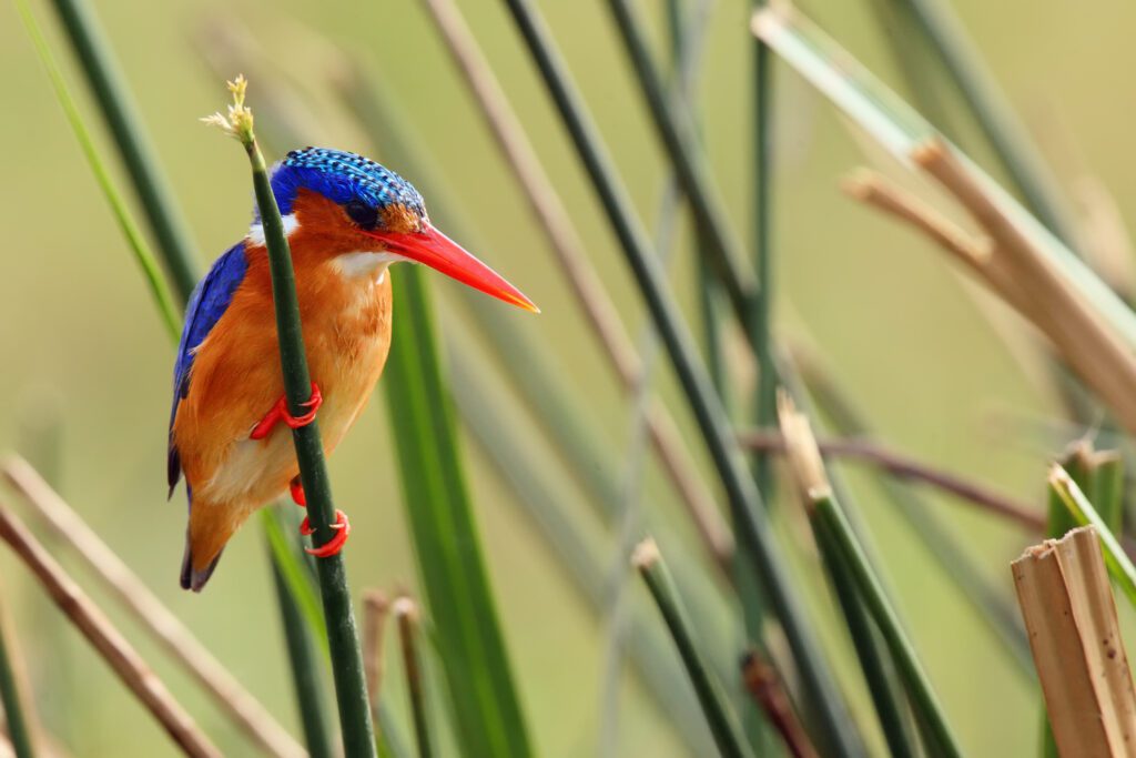 5 Day Primates and Lake Bunyonyi Mid Range Tour