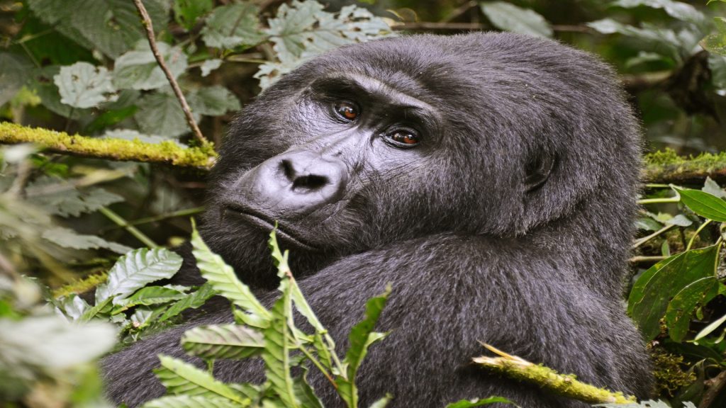 4 Days Gorillas and Lakes Bunyonyi and Mburo Mid Range Retreat