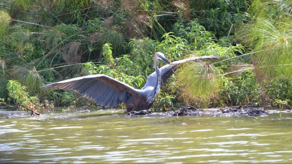7-Day Gorillas, Chimpanzees and Big 5 Budget Safari