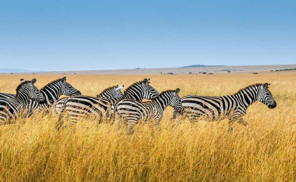 12-Day Affordable Uganda and Kenya Safari