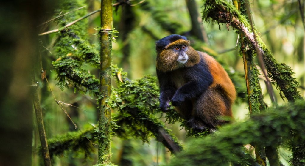 12 Days  Golden Monkeys, Primates and Wildlife Safari