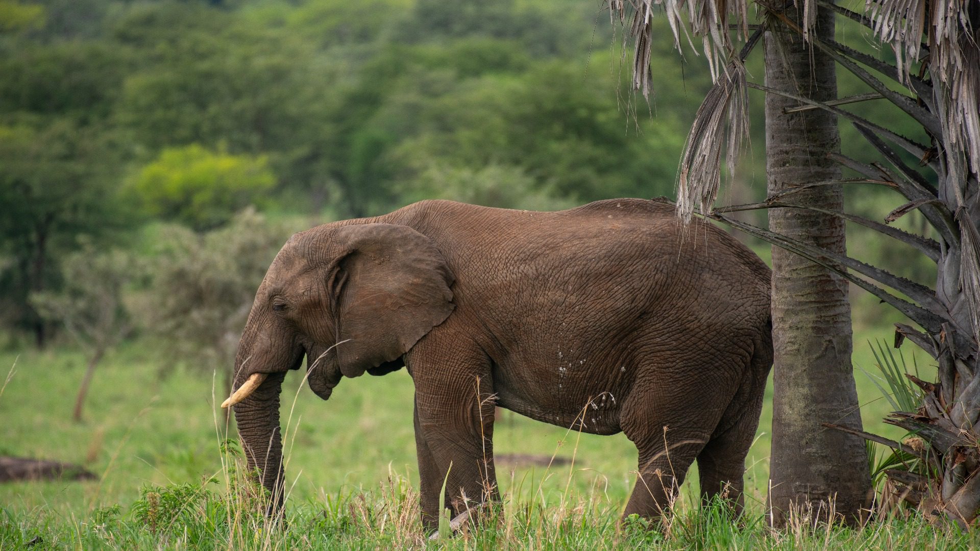 elephant in kidepo