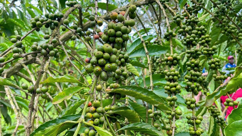 Zirobwe: Coffee Farm Tour with Cupping Session And Lunch