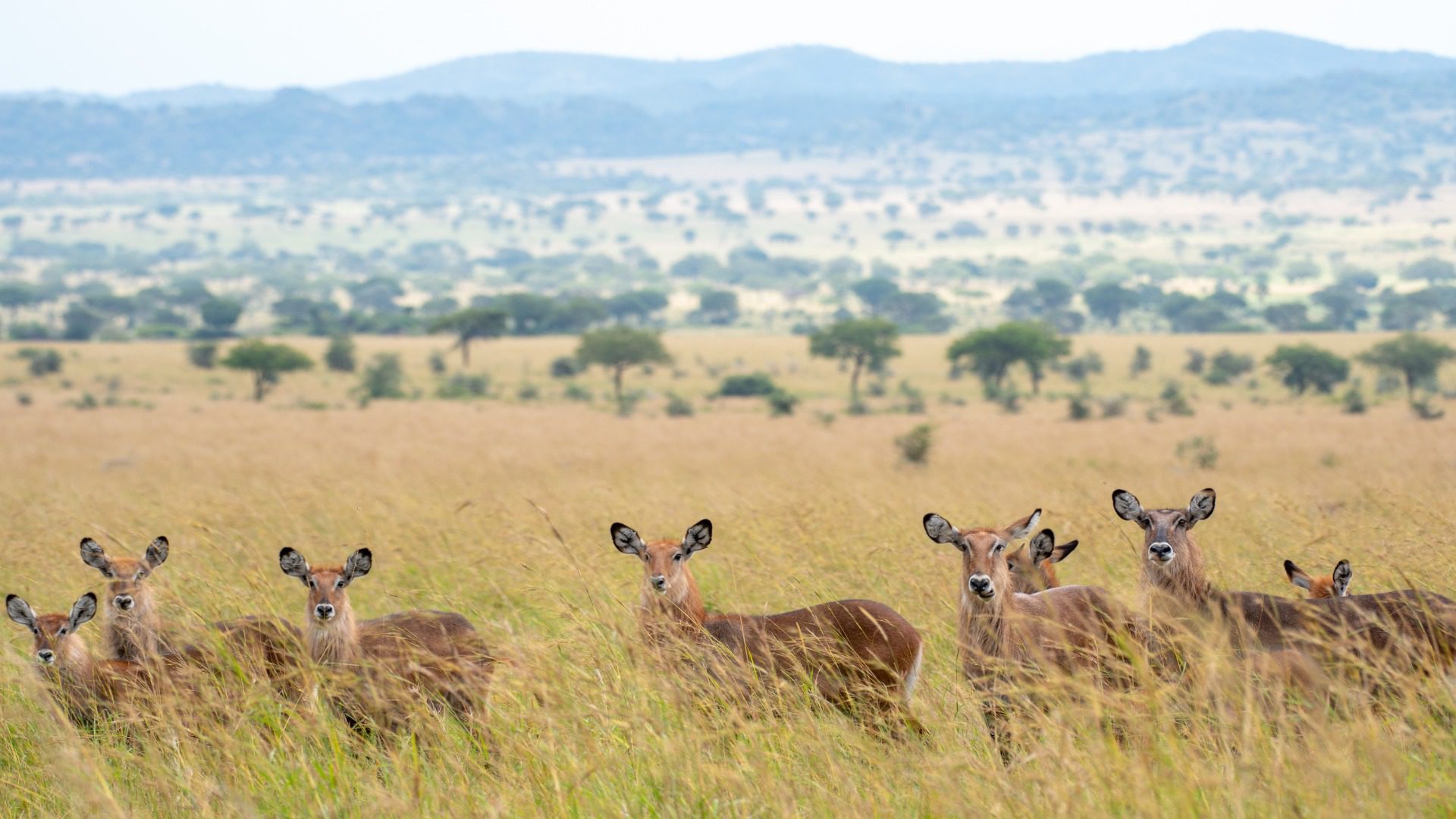 animals in kidepo 2